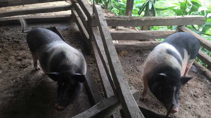 Lợn Lang Đông Khê trưởng thành có trọng lượng trung bình chỉ từ 70 - 80 kg/con. Ảnh: Kông Hải.