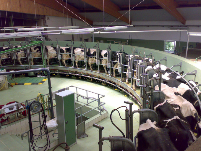 Quy trình vắt sữa hiện đại trong một trang trại Hoa Kỳ. Ảnh: wikipedia.