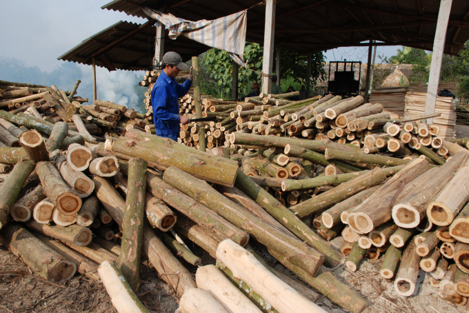 Các xưởng thu mua gỗ rừng trồng về chế biến. Ảnh: Thái Sinh.