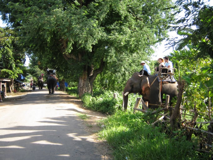 Voi Đắk Lắk phục vụ du lịch bản làng.
