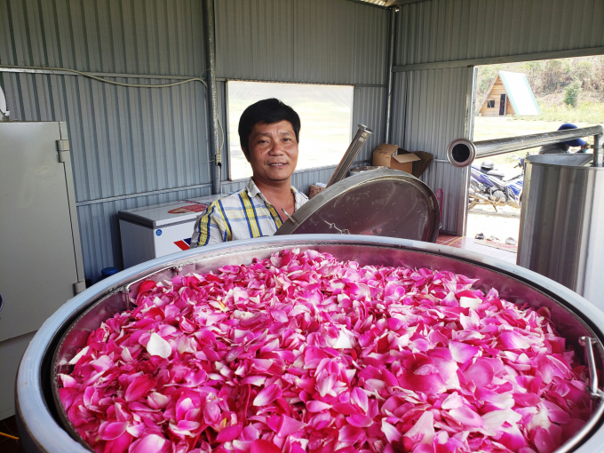 Hoa hồng được chiết xuất để tạo ra các sản phẩm chăm sóc da, trà hoa hồng. Ảnh: LK.