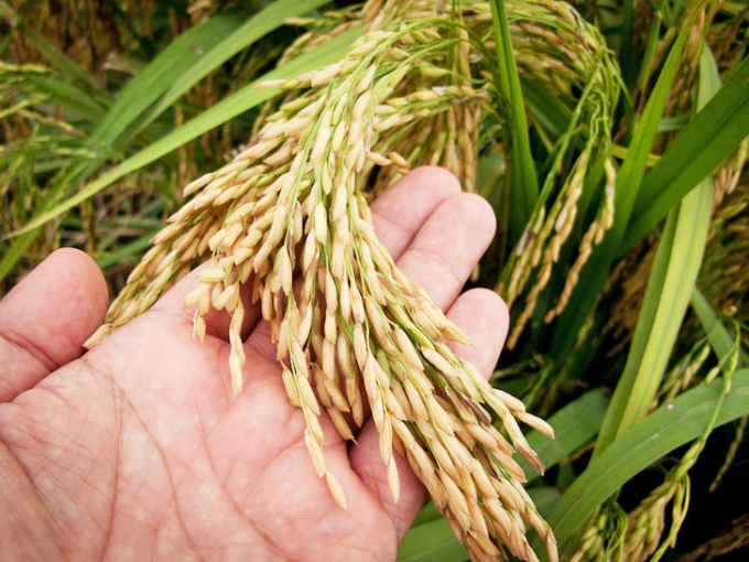 Sản lượng lúa gạo toàn cầu dự báo sẽ đạt kỷ lục trong niên vụ 2020/2021. Ảnh: Gapping World.