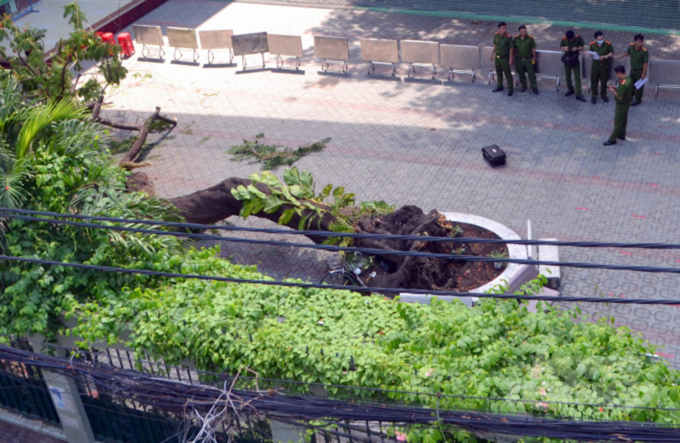 Hiện trường vụ việc cây phượng bật gốc đổ sáng ngày 26/5 tại Trường THCS Bạch Đằng. Ảnh: Tr.Trung.