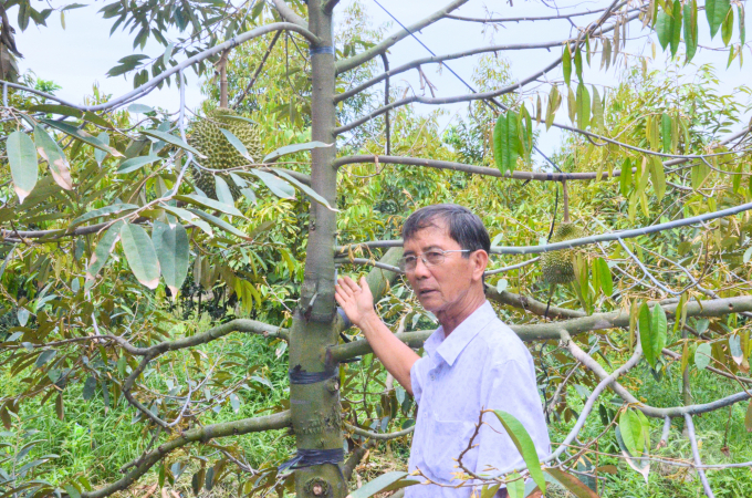 Ông Nguyễn Công Thành giới thiệu cây sầu riêng Musang King đã cho trái. Ảnh: Hồng Thủy.