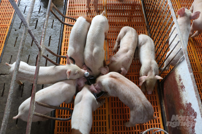 Ông Vũ Anh Tuấn, Phó Tổng giám đốc Công ty cổ phần C.P Việt Nam cho biết, công ty đang làm nhiều cách để tăng nguồn cung lợn giống cho bà con. Ảnh: Hưng Giang