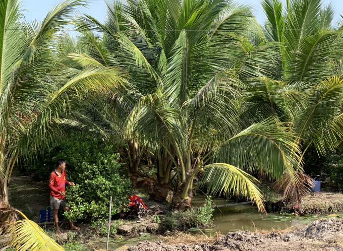 Vườn dừa mới khởi phát sau 2 năm và trồng xen cây quất dưới tán ở Cần Thơ. Ảnh: Hữu Đức.