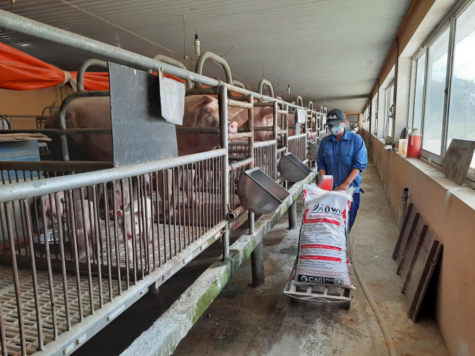 Nguồn giống chất lượng của trại giống lợn Tân Thái giúp người chăn nuôi có nền tảng tốt trong sản xuất. Ảnh: ĐVT.