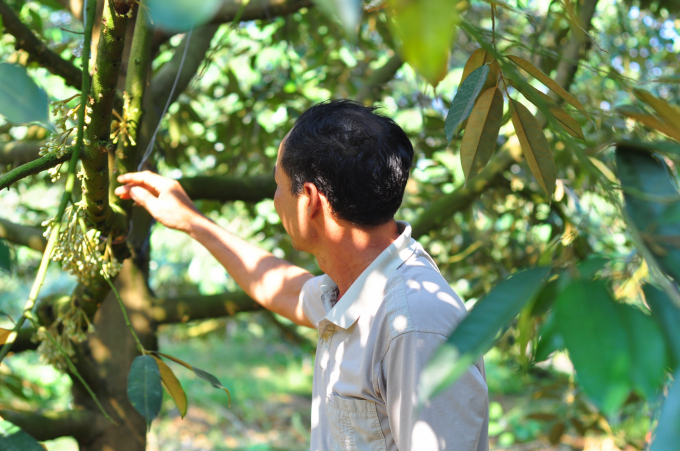 Sầu riêng trồng xen trong vườn cà phê cho thu nhập cao. Ảnh: NT.
