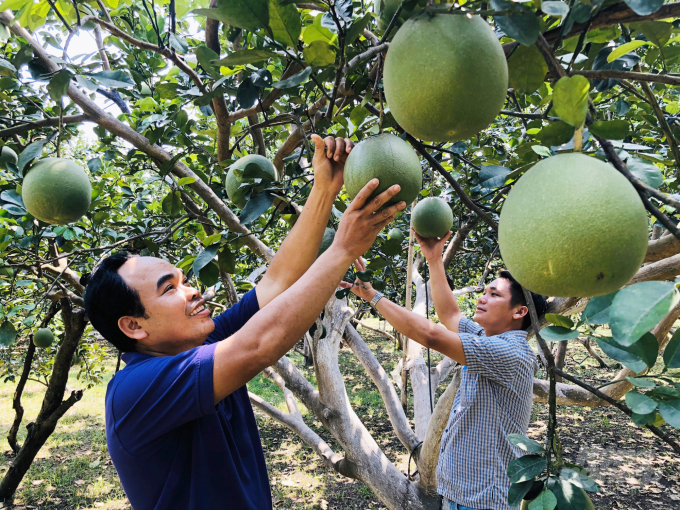 Một trong những vườn cây trái tiêu biểu kiểu mẫu ở xã Bảo Quang. Ảnh: Minh Vương 