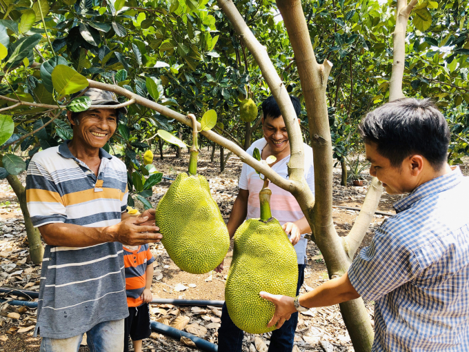 Niềm vui của nông dân xã Bảo Quang chuẩn bị thu hoạch lứa trái mới. Ảnh: Minh Vương