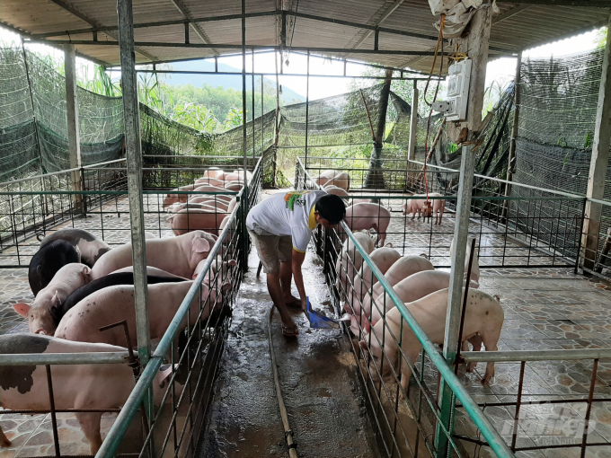 Việc tái đàn phải đảm bảo an toàn sinh học để trái nguy cơ tái phát dịch. Ảnh: Lê Khánh.