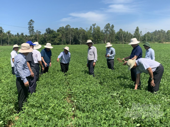 Thứ trưởng Lê Quốc Doanh đánh giá các mô hình do Viện trưởng Viện Khoa học kỹ thuật nông nghiệp Duyên hải Nam Trung bộ cho thấy hiệu quả thiết thực, nhất là tiết kiệm được 50 - 60% lượng nước tưới so với làm lúa. Ảnh: Vũ Đình Thung.