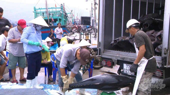 Ngư dân cân sản lượng hải sản đánh bắt được tại Cảng cá Quy Nhơn (Bình Định). Ảnh: Tuấn Anh.