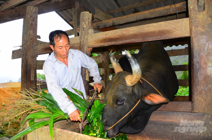Nhờ nuôi trâu bò giúp người dân thôn Phiêng Ten có cuộc sống ấm no, thậm chí nhiều người còn trở nên giàu có. Ảnh: Đào Thanh.