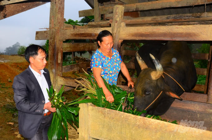 Phiêng Ten là thôn có số lượng trâu, bò nhiều nhất xã Sinh Long, huyện Na Hang. Ảnh: Đào Thanh.