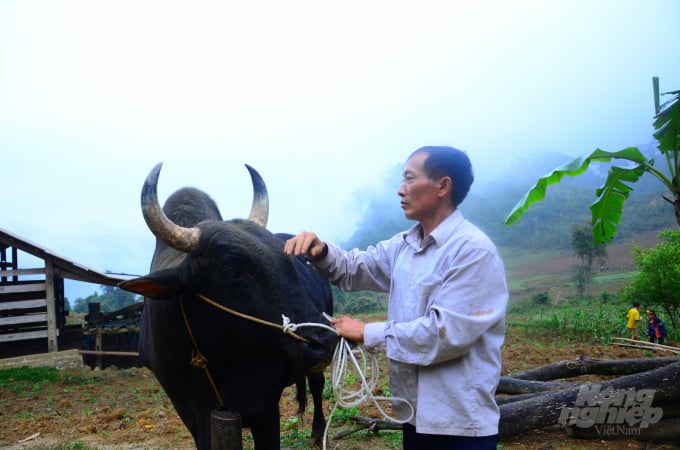 Con bò mộng của gia đình anh Lầu Văn Ló được bán với giá 84 triệu đồng. Ảnh: Đào Thanh.