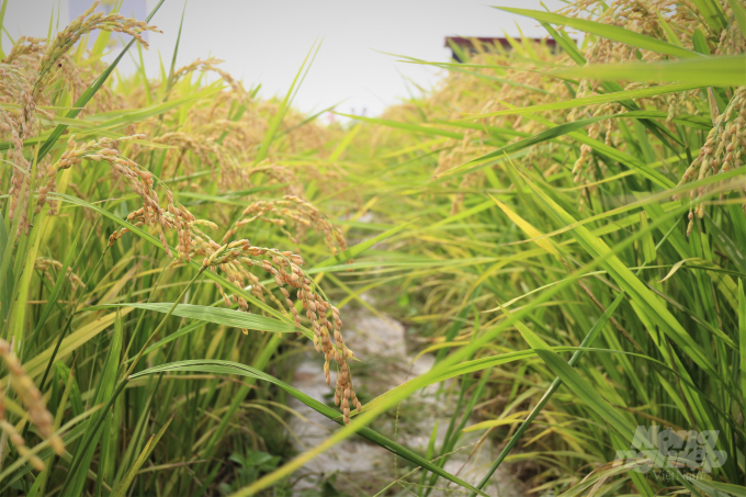Giống lúa J01 của Tập đoàn Giống cây trồng Việt Nam - Vinaseed. Ảnh: Phạm Hiếu.