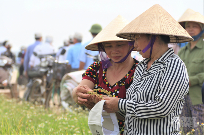 Người nông dân đánh giá cao giống lúa J01. Ảnh: Phạm Hiếu.