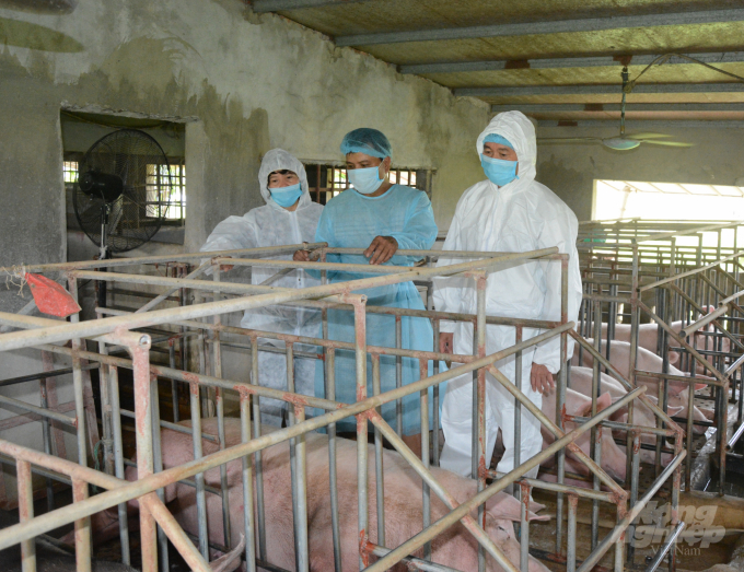 Lãnh đạo UBND tỉnh, Sở NN-PTNT kiểm tra công tác tái đàn lợn trên địa bàn huyện Giao Thủy. Ảnh: Mai Chiến.