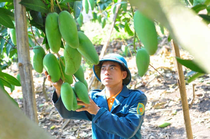 Phát triển cây ăn quả giúp nhiều nông dân cải thiện nguồn thu nhập. Ảnh: NK.