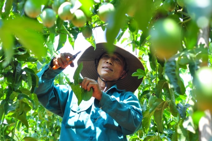 Tại Đắk Nông, các mô hình trồng thuần hoặc trồng xen cây ăn trái đều cho lợi nhuận cao. Ảnh: NK.