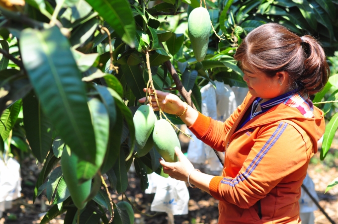 Tỉnh Đăk Nông đang hướng đến xây dựng vùng chuyên canh cây ăn trái để phát triển bền vững. Ảnh: NK.