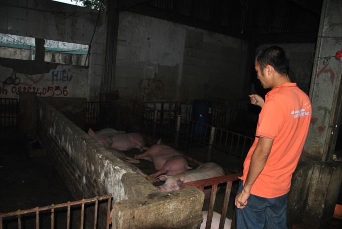 Lò mổ tại phường Kim Tân (thành phố Lào Cai) chỉ đáp ứng một phần nhỏ nhu cầu giết mổ gia súc của Lào Cai. Ảnh: H.Đ