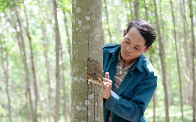 Người dân xã biên giới A Dơi (tỉnh Quảng Trị) trồng cây cao su để xóa đói, giảm nghèo. Ảnh: Kế Toại. 
