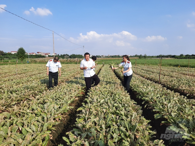 Những ruộng rau bị sâu tàn phá ở xã Tráng Việt, huyện Mê Linh. Ảnh: NNVN.