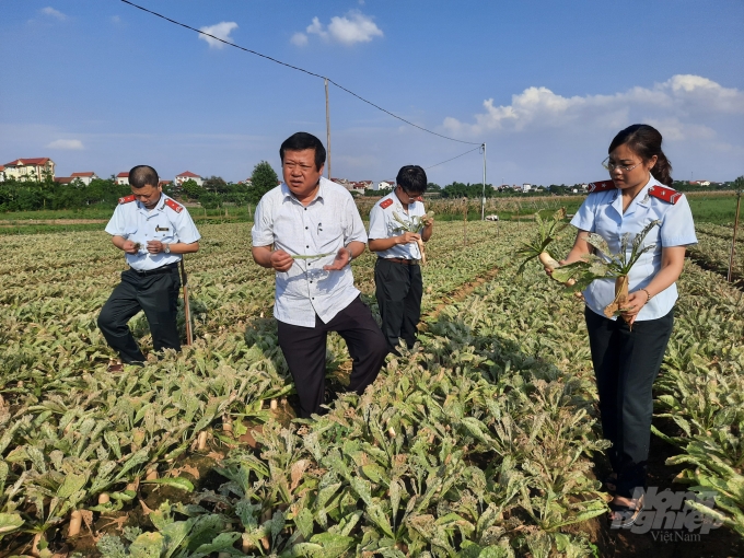 Đoàn công tác của Chi cục Trồng trọt và Bảo vệ thực vật Hà Nội thăm hiện trường ở xã Tráng Việt, huyện Mê Linh. Ảnh: NNVN.
