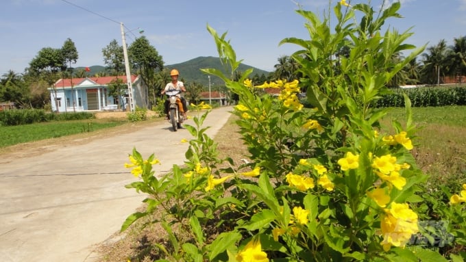 Những tuyến đường hoa làm rực rỡ thêm diện mạo nông thôn mới của thị xã Hoài Nhơn (Bình Định). Ảnh: Vũ Đình Thung.