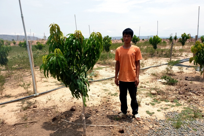 Vườn xoài Úc 2ha của gia đình anh Nguyễn Quốc Dũng ở thôn Chư Wâu, xã Chư A Thai đang sinh trưởng và phát triển tốt.