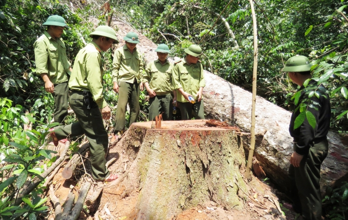 Lực lượng kiểm lâm và bảo vệ rừng của Chi nhánh Lâm trường Trường Sơn kiểm tra một điểm rừng bị khai thác trái phép. Ảnh: T.Phùng