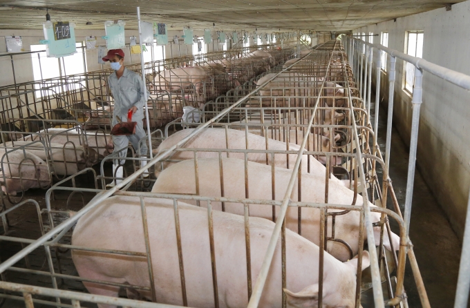 Đàn lợn trên địa bàn tỉnh Khánh Hòa tính cuối tháng 5/2020 tăng hơn so với cùng kỳ. Ảnh: KS.