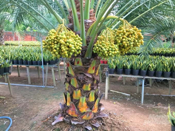 Giống chà là ăn quả, trồng tại vườn ông Xuân, tại TP Sa Đéc, tỉnh Đồng Tháp. Ảnh: Minh Đảm.