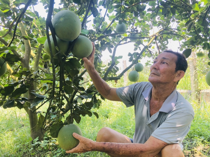 Ông Bùi Văn Kịch là thế hệ nông dân đầu tiên chuyển đổi cây trồng từ trồng lúa sang cây bưởi mang lại hiệu quả kinh tế cao ở xã NTM kiểu mẫu Bỉnh Lộc. Ảnh: Minh Vương.