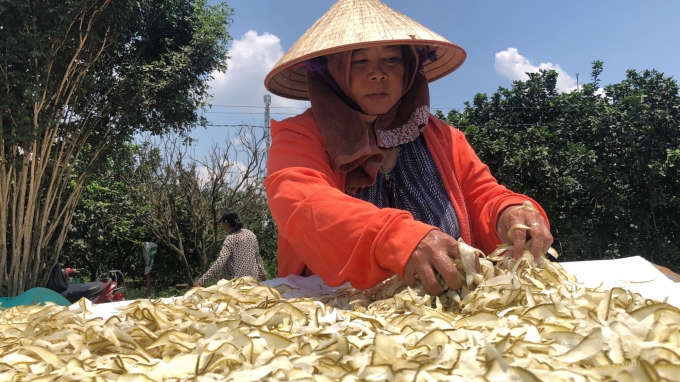 Đầu ra trái cây ở Bình Lộc đã được các cơ sở chế biến và chợ đầu mối ký hợp đồng thu mua cho bà con nhà vườn. Ảnh: Minh Vương.  