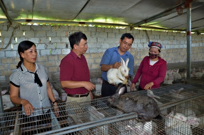 Nghề nuôi thỏ đã cho nhiều hộ nông dân ở Sơn Dương thu lãi cả trăm triệu đồng mỗi năm. Ảnh: Đào Thanh.
