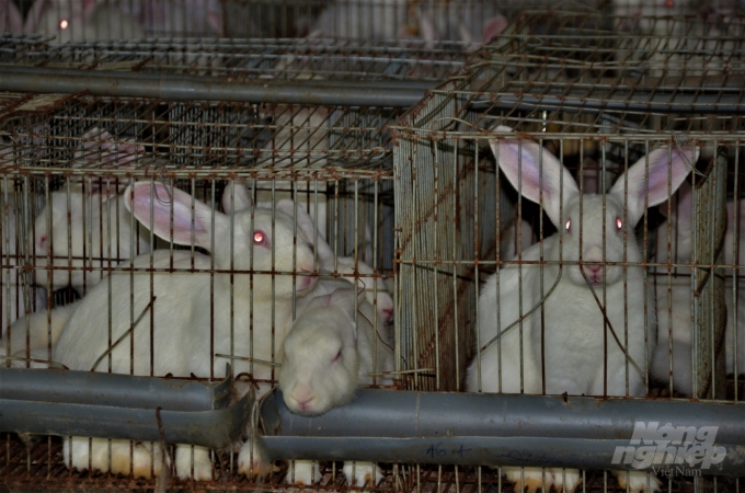 Sau 3 tháng, người nuôi đã có thể xuất bán thỏ thương phẩm với giá 90.000 đồng/kg. Ảnh: Đào Thanh.