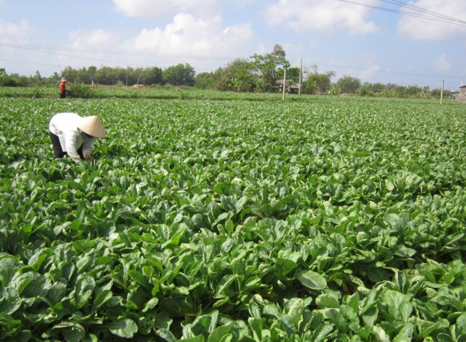 Cánh trồng củ cải trắng ở khóm Vĩnh Bình (phường 2, Thị xã Vĩnh Châu), chuẩn bị thu hoạch, nhờ áp dụng khoa học – kỹ thuật vào sản xuất nên giảm đáng kể chi phí mà năng suất đạt khá cao và ổn định.
