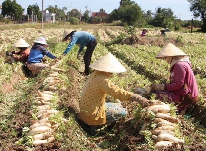  Bà con Khmer xã Vĩnh Hải, thị xã Vĩnh Châu đang bước vào vụ thu hoạch củ cải trắng. Năm nay thời tiết thuận lợi nên bà con lại được mùa củ cải trắng.