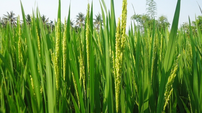 Để làm giàu trong sản xuất lúa, nhiều năm qua anh Đặng Minh Vương chọn giống lúa của Doseco để sản xuất. Ảnh: Ngọc Trinh.
