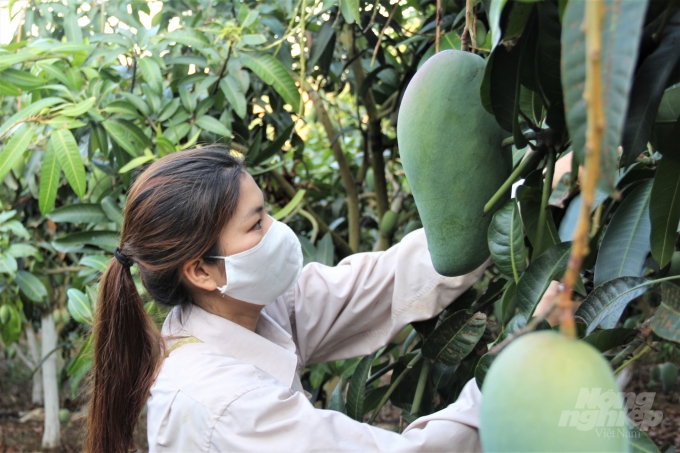 Chương trình sử dụng thuốc BVTV trách nhiệm, an toàn, hiệu quả giúp chị Huyên nâng cao chất lượng nông sản. Ảnh: Phạm Hiếu.