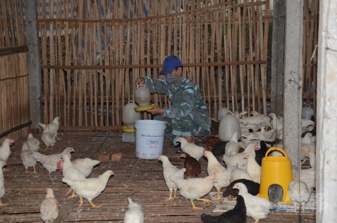 Chăn nuôi theo hướng an toàn dịch bệnh là mục tiêu mà tỉnh Tuyên Quang luôn hướng tới. Ảnh: Đào Thanh.