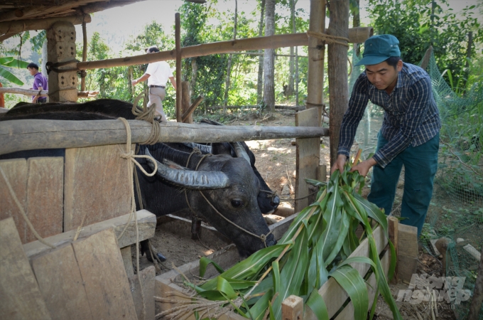 Liên kết giữa doanh nghiệp với người dân đã thúc đẩy chăn nuôi của tỉnh Tuyên Quang phát triển theo hướng sản xuất hàng hóa tập trung, an toàn dịch bệnh. Ảnh: Đào Thanh.