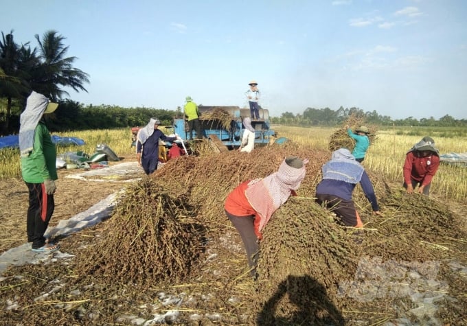 Mùa thu hoạch mè ở TP Cần Thơ. Ảnh: PMH.