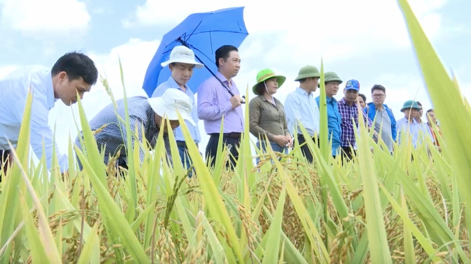 Đoàn kiểm tra của Vụ Khoa học công nghệ và Môi trường (Bộ NN-PTNT) thăm mô hình liên kết sản xuất lúa BT09 tại huyện Quỳnh Phụ, Thái Bình. Ảnh: Đồng Thái.
