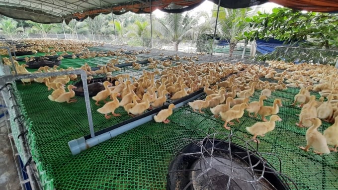 Mô hình chăn nuôi vịt thịt kết hợp nuôi cá theo hướng an toàn sinh học  Gà  Thả Vườn