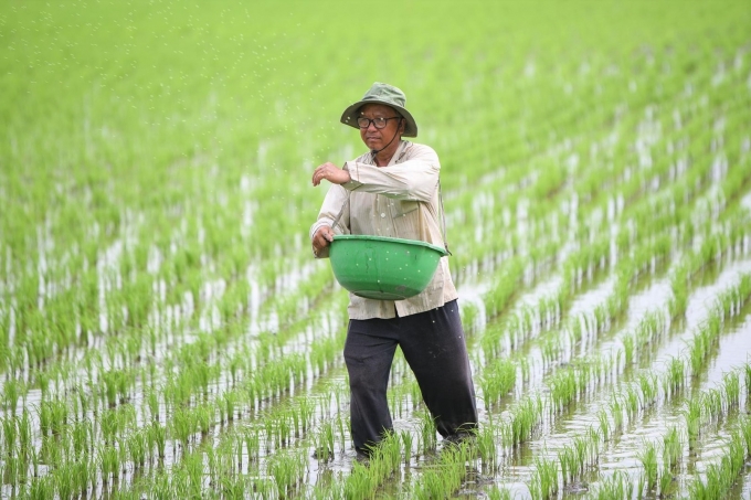 Ông Hai Điều, thành viên HTX Nông nghiệp Vị Thủy 1 ra chăm sóc ruộng lúa cấy máy để làm lúa giống. Ảnh: Trung Chánh.