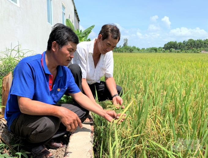 Ông Đào Minh Tuấn và Cũng Quang Tiến bên ruộng lúa áp dụng kỹ thuật mới trong canh tác lúa sau khi đã được cán bộ VnSAT tập huấn. Ảnh: Hữu Đức.